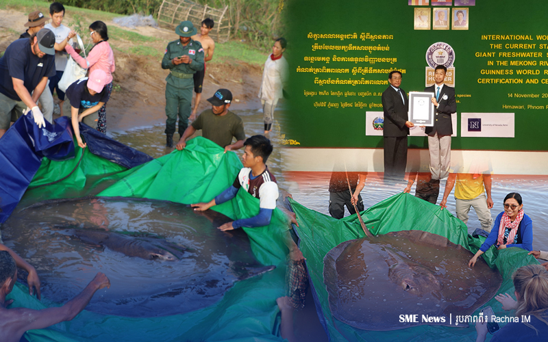 «ត្រីបបែលយក្ស»ទឹកសាបកម្ពុជា ទម្ងន់៣០០គីឡូ ជាប់កំណត់ត្រាពិភពលោកចំនួន២