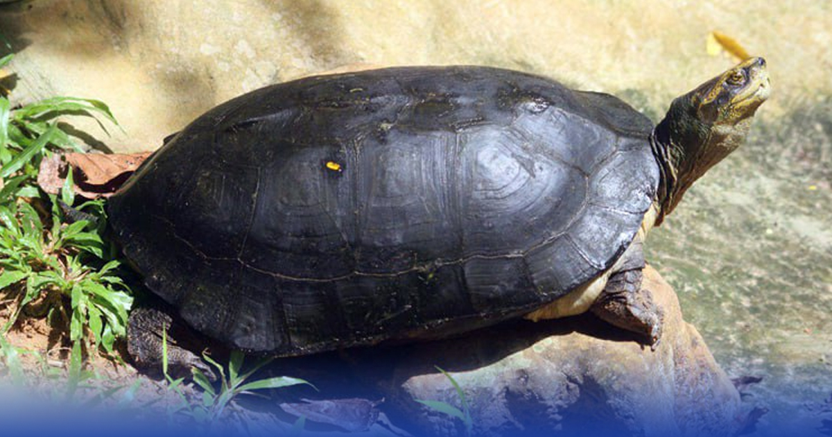 អណ្តើកហ្លួងជិតផុតពូជ ត្រូវបានរកឃើញ មានគ្រាប់ពង ២៥គ្រាប់ នៅឆ្នេរខ្សាច់អន្លង់ត្រាំង ក្នុងប្រព័ន្ធព្រែកស្រែអំបិល