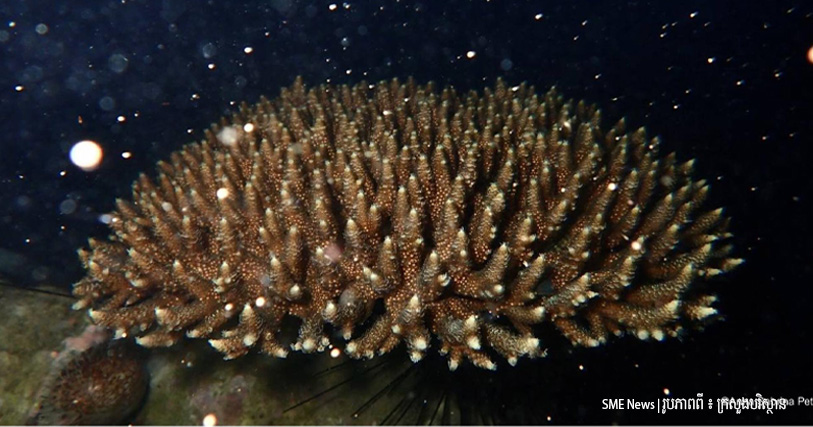 កម្ពុជា បានរកឃើញនូវការបង្កកំណើតផ្កាថ្មប៉ប្រះទឹកជាលើកទី៣ នៅប្រជុំកោះរ៉ុង, ជាលើកដំបូងនៅកោះសង្សារ និងប្រជុំកោះស្តេច